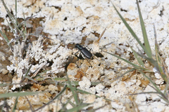 Cicindela amargosae