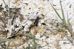 Cicindela amargosae