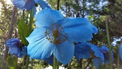 Meconopsis betonicifolia