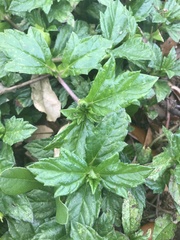 Sphagneticola trilobata