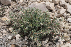 Euphorbia acuta