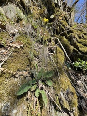 Hieracium maculatum