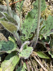 Hieracium maculatum