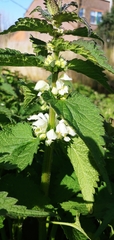 Lamium album