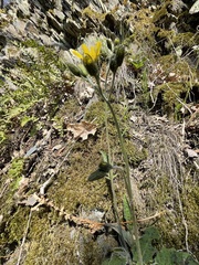 Hieracium maculatum