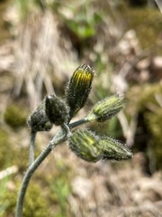 Hieracium maculatum