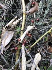 Smilax domingensis