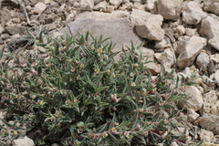 Euphorbia acuta