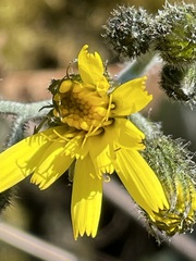 Hieracium maculatum