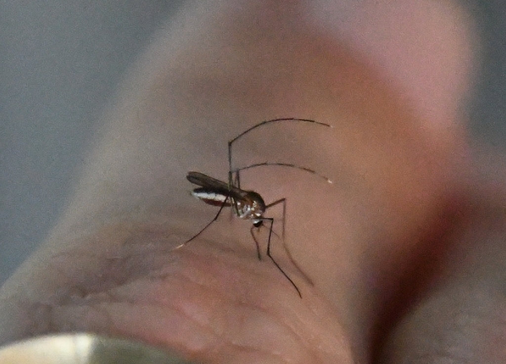 Wyeomyia vanduzeei