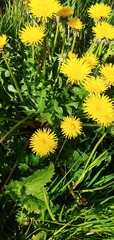 Taraxacum officinale