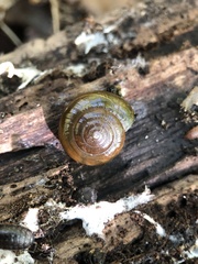 Morlina glabra