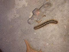 Malacosoma americana