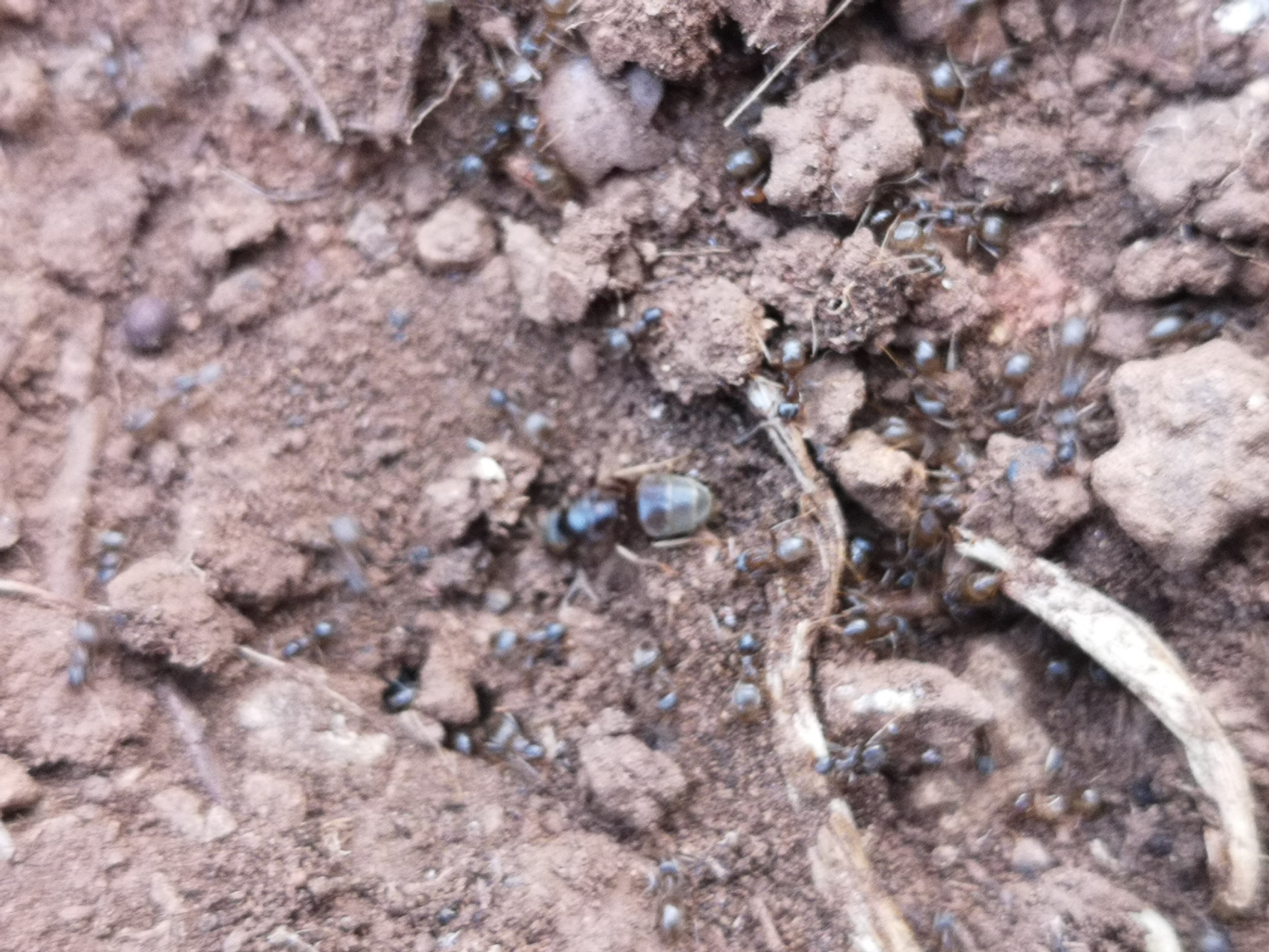 Lasius grandis