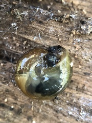 Morlina glabra
