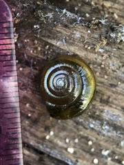 Morlina glabra