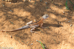 Chalarodon madagascariensis