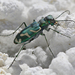 Cicindela tranquebarica inyo - Photo (c) Will Richardson, some rights reserved (CC BY-NC), uploaded by Will Richardson