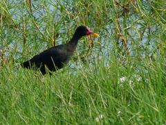 Jacana jacana hypomelaena