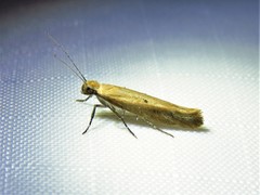 Ypsolopha unicipunctella