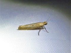 Ypsolopha unicipunctella