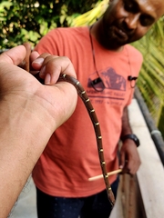 Lycodon anamallensis