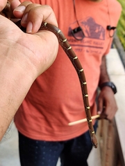 Lycodon anamallensis