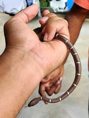 Lycodon anamallensis