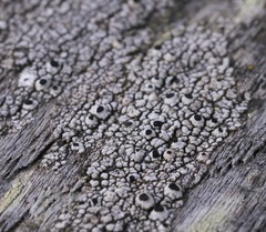 Pseudothelomma occidentale