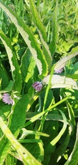 Symphytum officinale