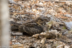 Caprimulgus madagascariensis