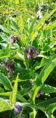 Symphytum officinale