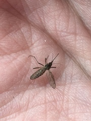 Aedes albifasciatus