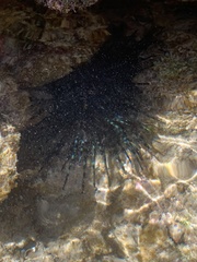 Echinothrix