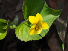 Viola rotundifolia
