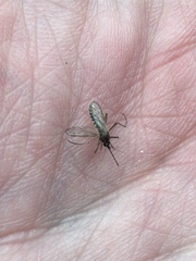 Aedes albifasciatus