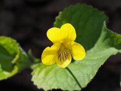 Viola rotundifolia