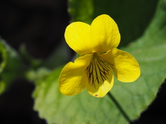 Viola rotundifolia