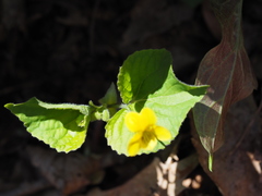 Viola rotundifolia