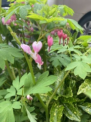 Lamprocapnos spectabilis