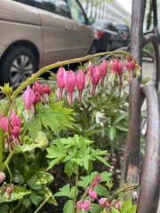 Lamprocapnos spectabilis