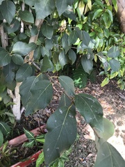 Cordia dichotoma