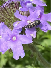 Acmaeoderini
