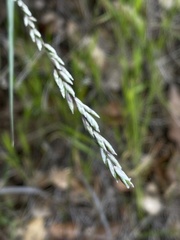 Melica californica