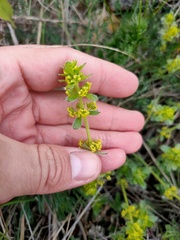 Cruciata