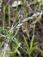 Melica californica