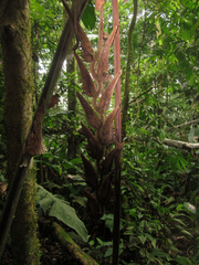 Heliconia vellerigera