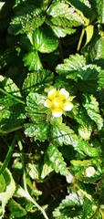 Potentilla indica