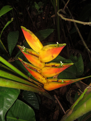 Heliconia stricta