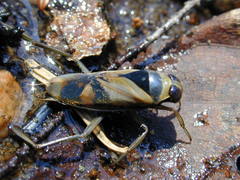 Notonecta insulata